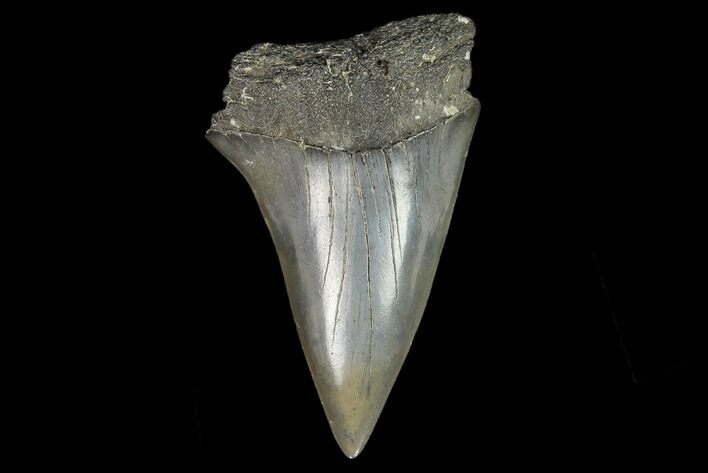 Fossil Mako Shark Tooth - South Carolina #128761